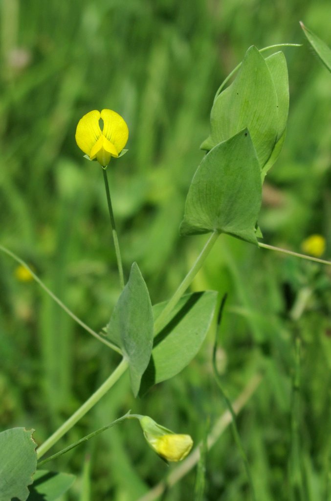 Lathyrus aphaca